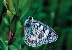 Melanargia arge